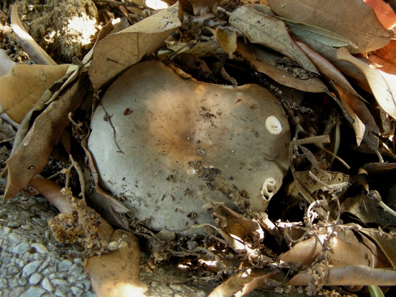 Russula ochrospora